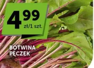 Botwina pęczek