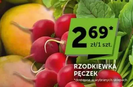 Rzodkiewka pęczek
