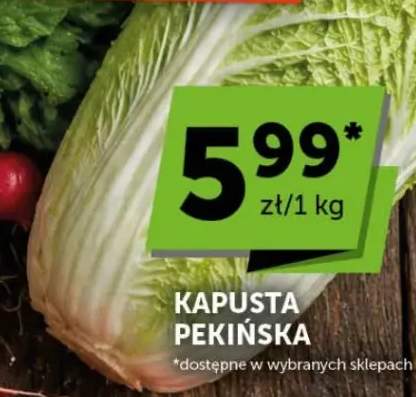Kapusta pekińska