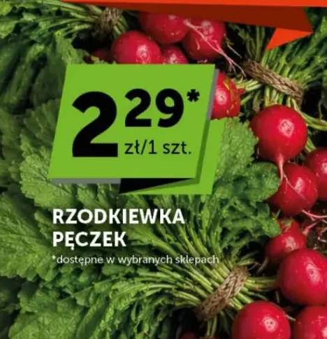 Rzodkiewka pęczek
